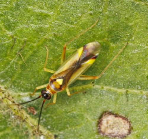Campyloneura virgula